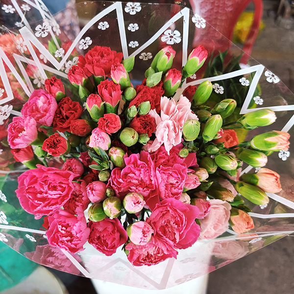 Hoa cẩm chướng